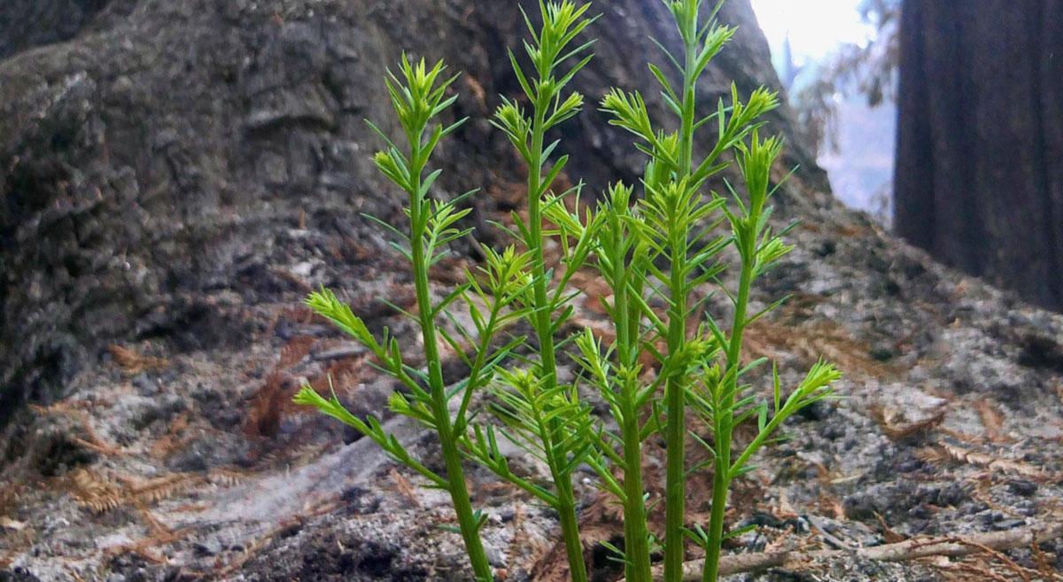 A bright green baby redwood sprouts from the ash covering the forest floor.