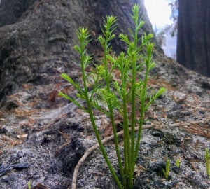 A bright green baby redwood sprouts from the ash covering the forest floor.