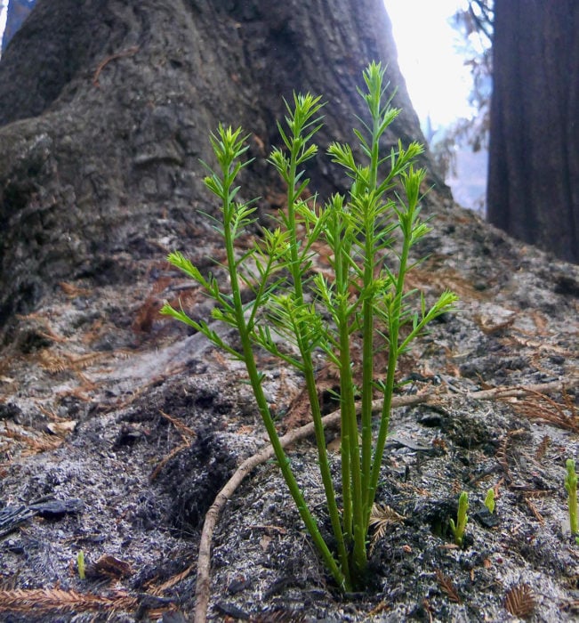 A bright green baby redwood sprouts from the ash covering the forest floor.