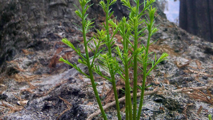 A bright green baby redwood sprouts from the ash covering the forest floor. © Randy Widera