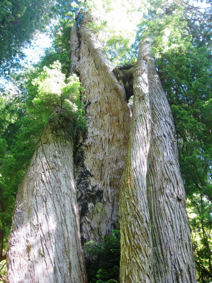 Four redwood trunks wrap around each other
