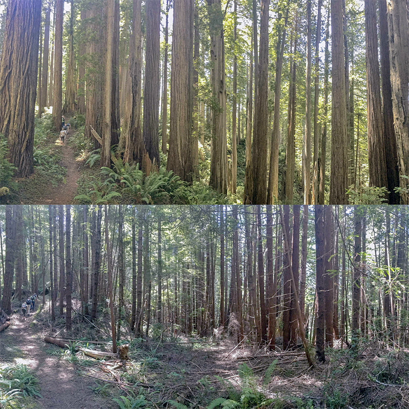 The second-growth forest (bottom) creates an over 400-acre gap in the surrounding old-growth forest in the Prairie Creek Watershed (top). Photo credit by Andrew Slack