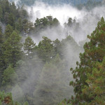 View of the coast redwood canopy. Photo by Stephen Sillett