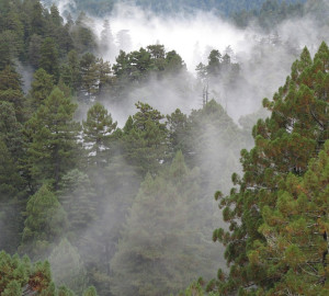 View of the coast redwood canopy. Photo by Stephen Sillett