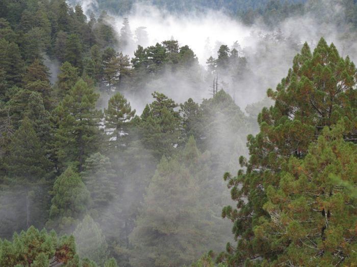 Fog provides coast redwoods with much of the moisture they need