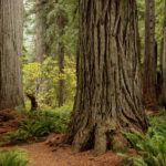 Coast redwood tree.