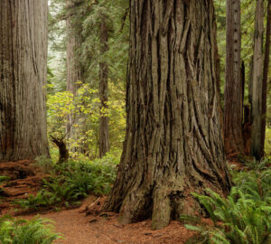 Coast redwood tree.