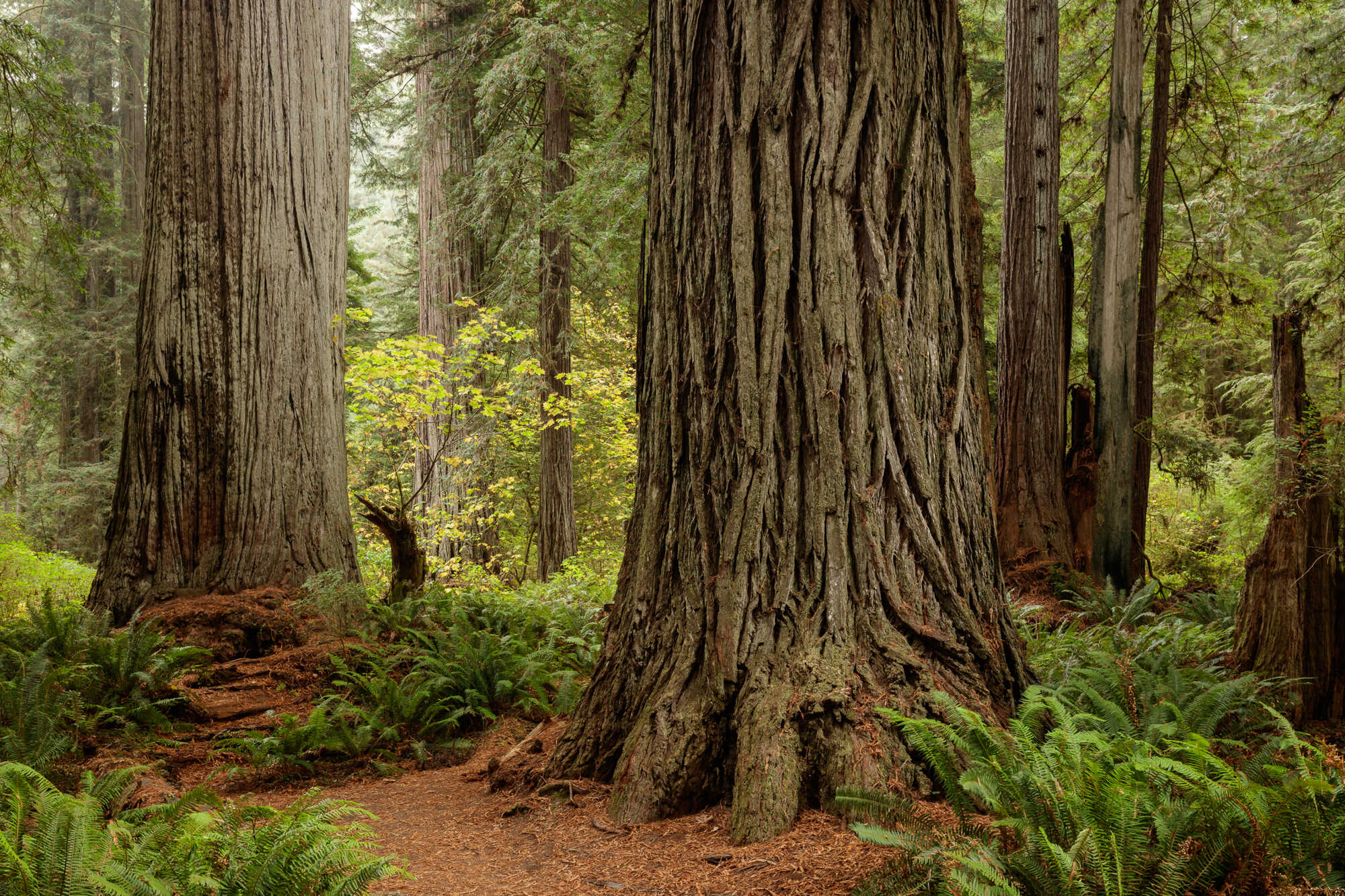 Coast redwood tree.