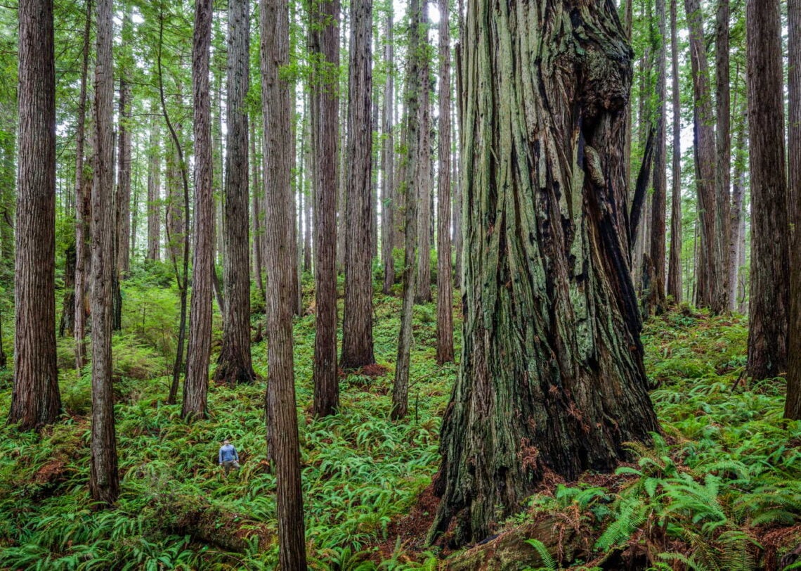 A dense stand of redwoods and ferns covering the forest floor. A person stands in the midground.