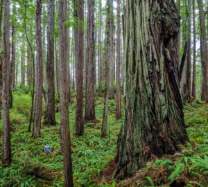 A dense stand of redwoods and ferns covering the forest floor. A person stands in the midground.