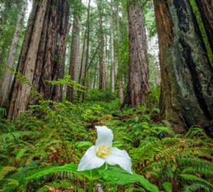 Trilliums bloom in the redwoods in spring