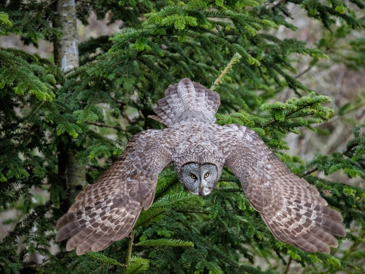 Great gray owl diving