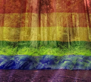 A rainbow flag overlaid on an image of a redwoods forest.