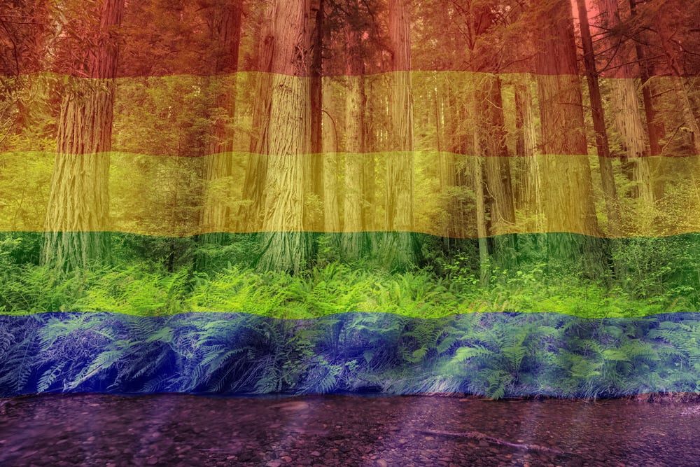 A rainbow flag overlaid on an image of a redwoods forest. Photo by Max Forster.