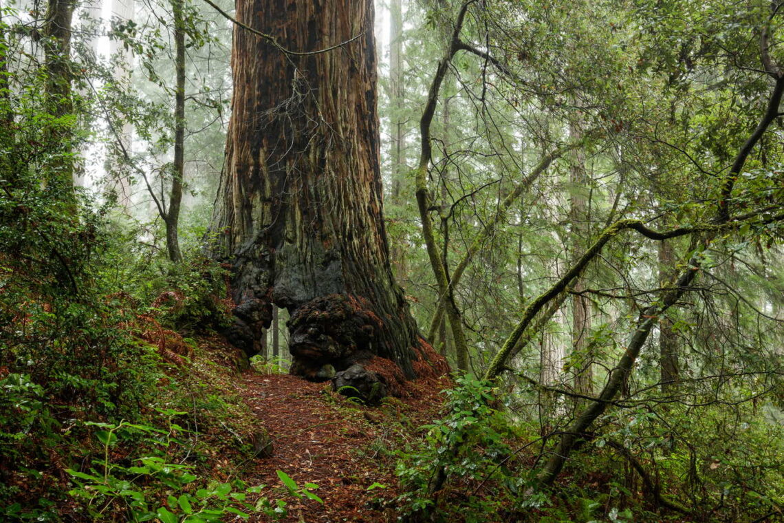 A huge redwood with a tunnel in its base, surrounded by a lush forest.