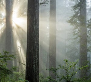 Bond Must Include Funding for California’s Redwood Forests