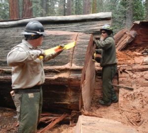 The Pioneer Cabin Tree when a piece was cut to be studied. Photo courtesy of California State Parks
