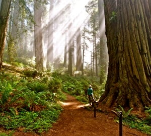A bright future for California's redwood state parks. Photo by Jon Parmentier