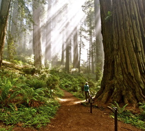 A bright future for California's redwood state parks. Photo by Jon Parmentier