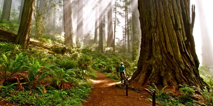 Damnation Creek Trail, Del Norte Coast Redwoods State Park. Photo by Jon Parmentier
