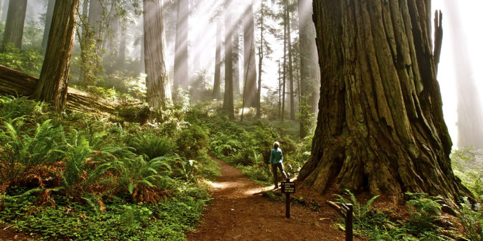 Damnation Creek Trail, Del Norte Coast Redwoods State Park. Photo by Jon Parmentier