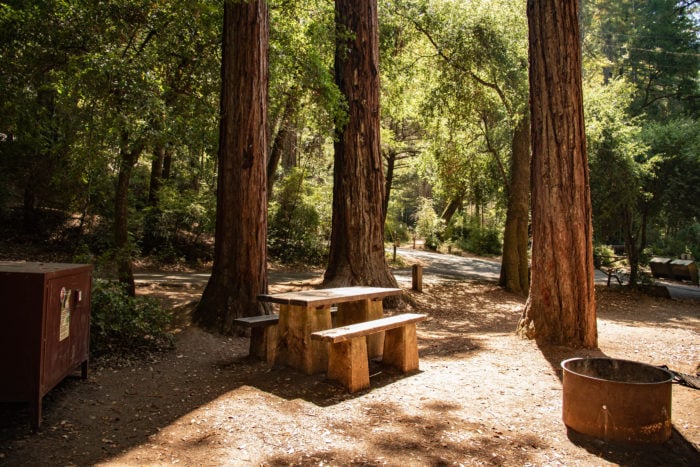 A campsite with wooden picnic table and benches, a fire pit, a bear-resistant container, and three coast redwood trees.