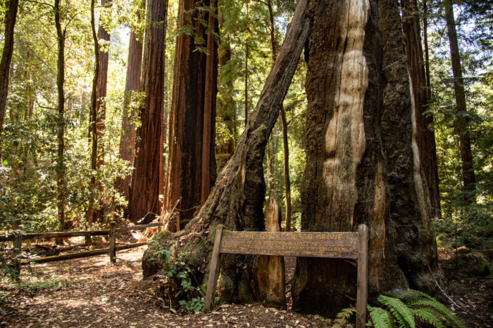 A sunlit coast redwood forest with a grove sign and wooden fence