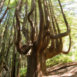 Shady Dell's stunning candelabra trees. Photo by Paolo Vescia