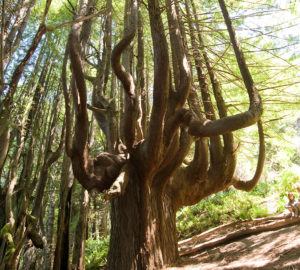 Shady Dell's stunning candelabra trees. Photo by Paolo Vescia