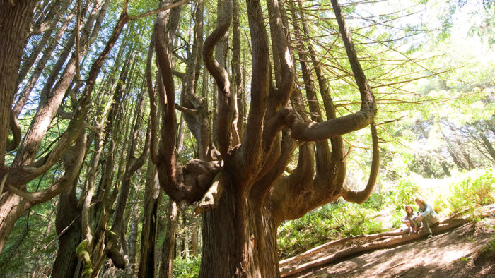 Candelabra Trees