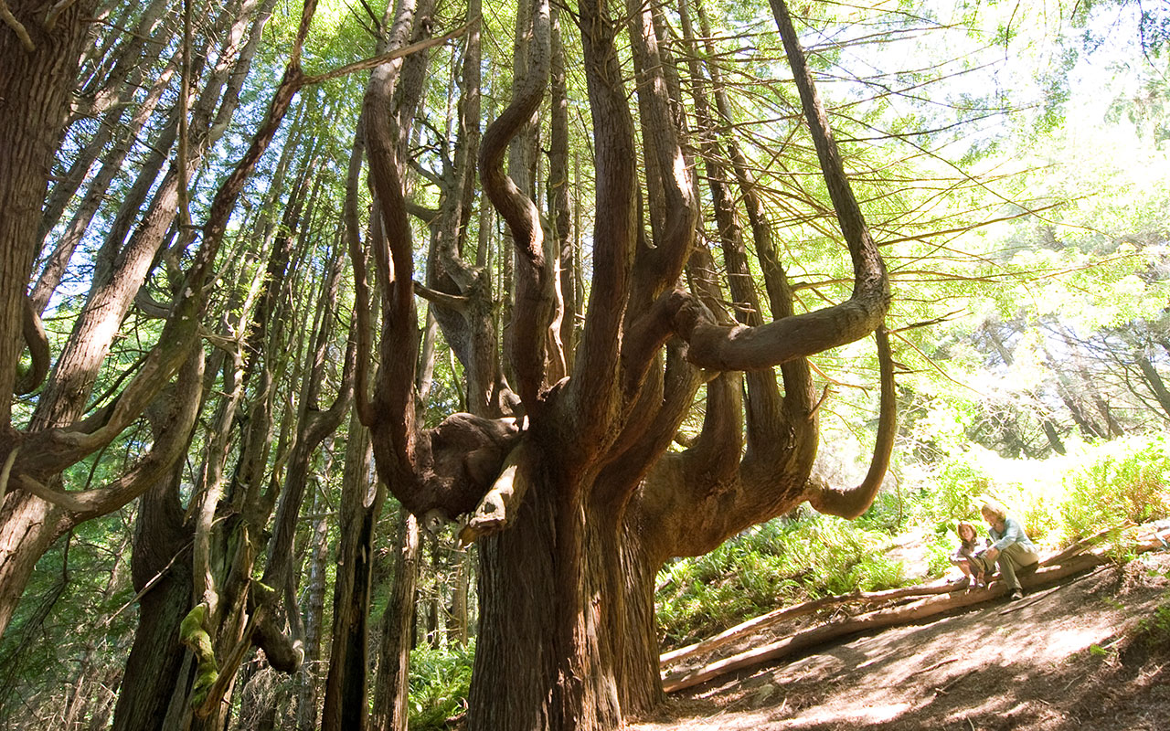 Shady Dell's stunning candelabra trees. Photo by Paolo Vescia