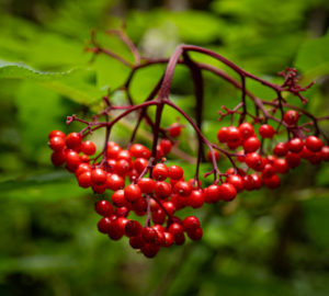 Red elderberry in Tc’ih-Léh-Dûñ. Photo by Paul Robert Wolf Wilson, courtesy of Save the Redwoods League.