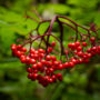 Red elderberry in Tc’ih-Léh-Dûñ. Photo by Paul Robert Wolf Wilson, courtesy of Save the Redwoods League.