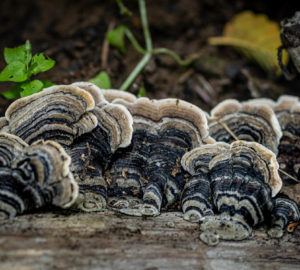 Trametes versicolor, also known as turkey tail. Photo by Paul Robert Wolf Wilson, courtesy of Save the Redwoods League.