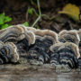 Trametes versicolor, also known as turkey tail. Photo by Paul Robert Wolf Wilson, courtesy of Save the Redwoods League.