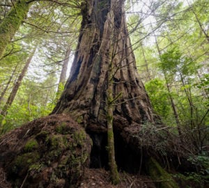 Redwood and tanoak trees are both culturally significant to Sinkyone People. Photo by Paul Robert Wolf Wilson, courtesy of Save the Redwoods League.