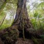 Redwood and tanoak trees are both culturally significant to Sinkyone People. Photo by Paul Robert Wolf Wilson, courtesy of Save the Redwoods League.