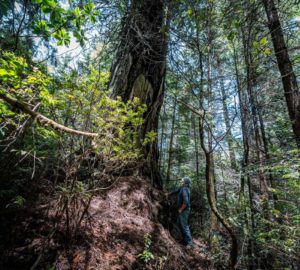 Hawk Rosales, former executive director of the InterTribal Sinkyone Wilderness Council, stands with a large redwood tree in Tc’ih-Léh-Dûñ. Photo by Paul Robert Wolf Wilson, courtesy of Save the Redwoods League.