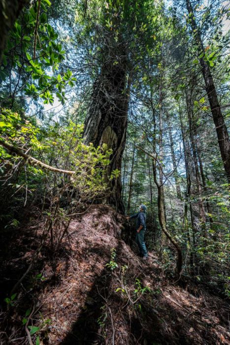 Hawk Rosales stands with a large redwood tree