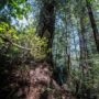 Hawk Rosales, former executive director of the InterTribal Sinkyone Wilderness Council, stands with a large redwood tree in Tc’ih-Léh-Dûñ. Photo by Paul Robert Wolf Wilson, courtesy of Save the Redwoods League.