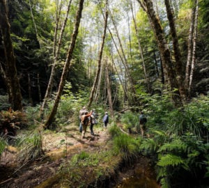 The creek in Tc’ih-Léh-Dûñ is a Class I fish-bearing stream that provides habitat for endangered coho salmon and threatened steelhead trout. Photo by Paul Robert Wolf Wilson, courtesy of Save the Redwoods League.