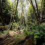 The creek in Tc’ih-Léh-Dûñ is a Class I fish-bearing stream that provides habitat for endangered coho salmon and threatened steelhead trout. Photo by Paul Robert Wolf Wilson, courtesy of Save the Redwoods League.