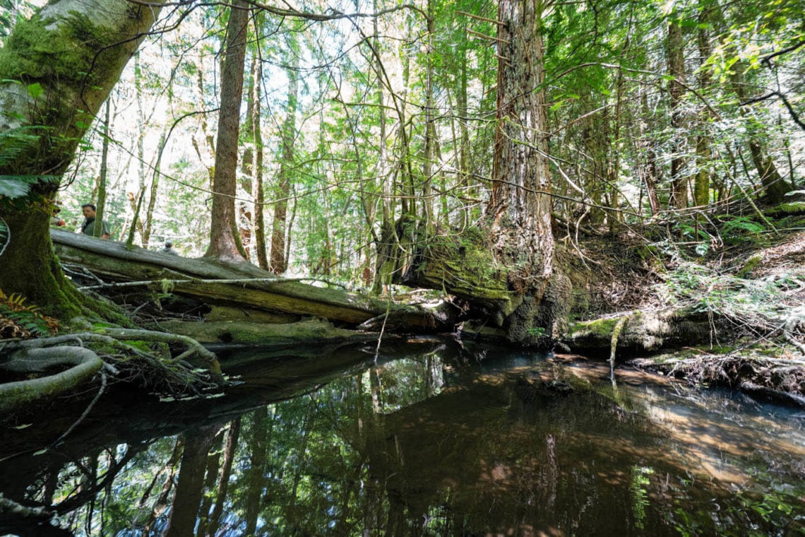 A creek pooled with a fallen trunk in a redwood forest