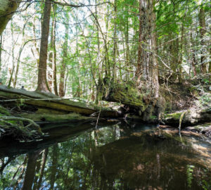 A creek pooled with a fallen trunk in a redwood forest