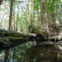 The InterTribal Sinkyone Wilderness Council has renamed the place Tc’ih-Léh-Dûñ in the Sinkyone language; the name translates to Fish Run Place. Photo by Paul Robert Wolf Wilson, courtesy of Save the Redwoods League.