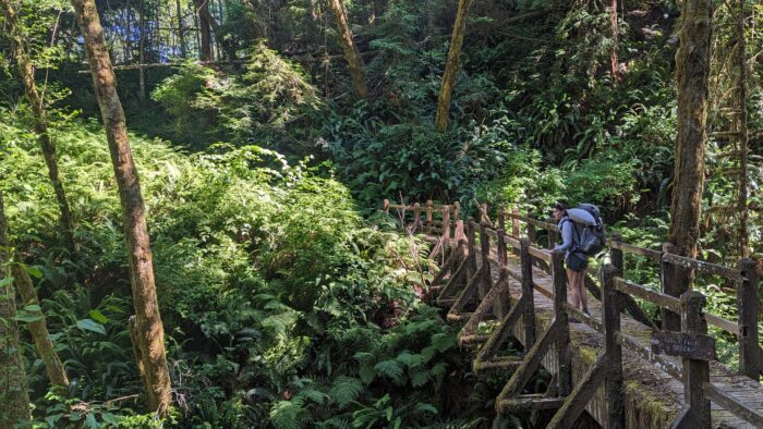 woman stands on bridge in redwood forest.