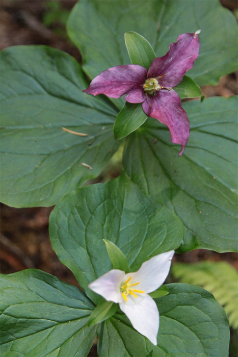 Pacific Trillium
