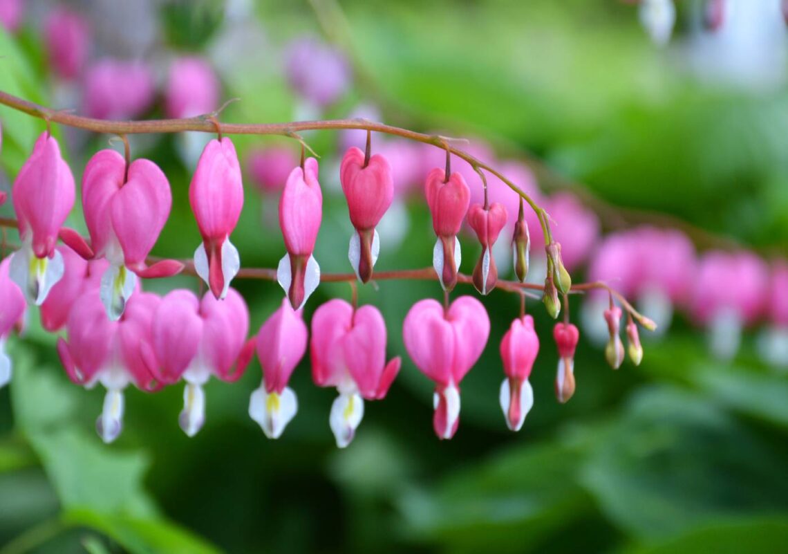 Pink, heart-shaped flowers hang from stems.