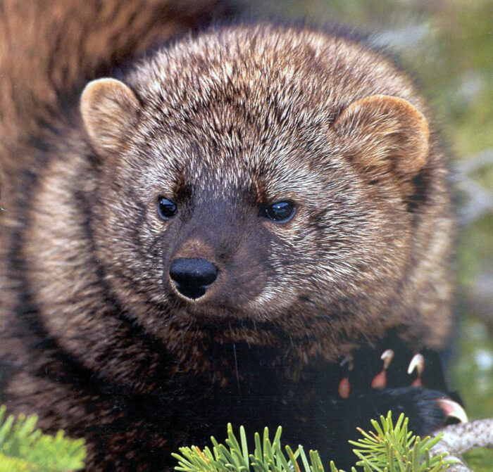 Close up of the head of a Pacific fisher, a furry mammal with small rounded ears, a darker snout, and thick brown fur.