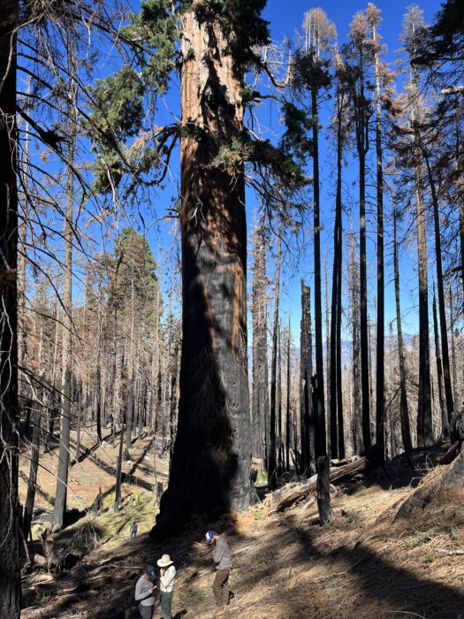 Forest crews stand at the base of a large blackened giant sequoia with branches that are still green